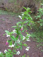 Hibiscus mutatus bud-t.JPG